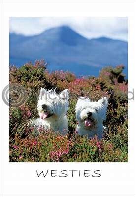 Pack of 10 West Highland White Terrier Postcards
